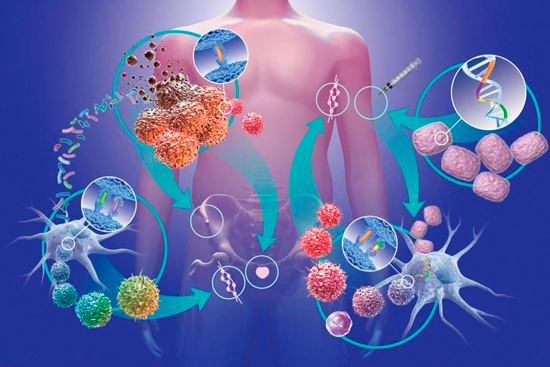 Иммунотерапия рака: как помочь организму?